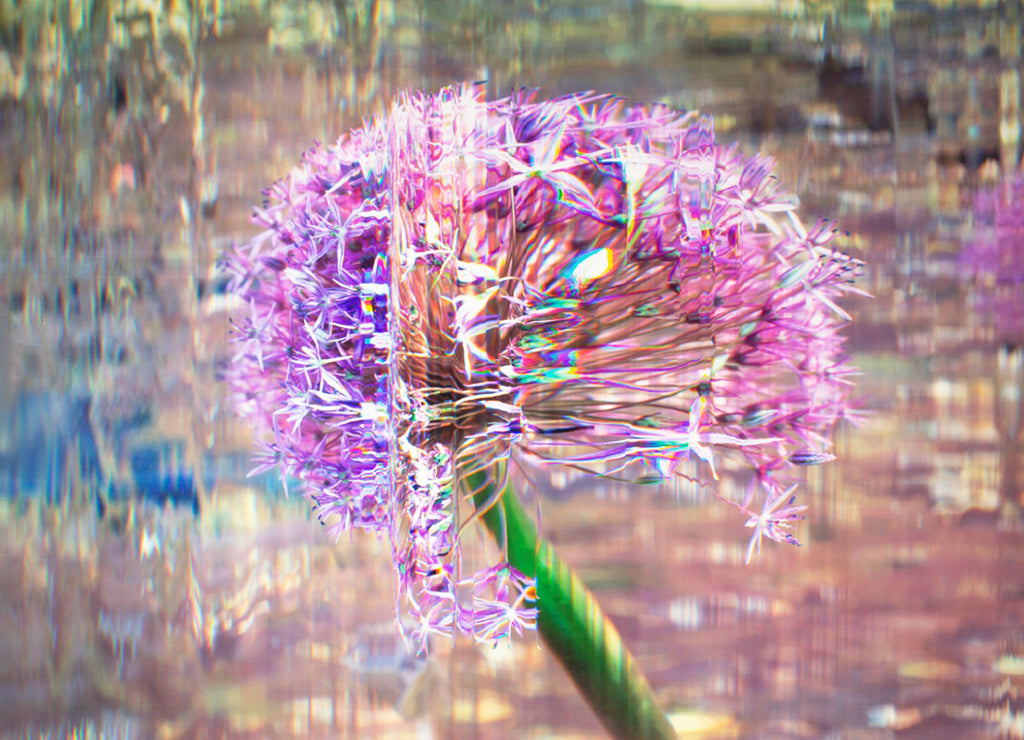 Bruce Checefsky 2011 “Allium Afatunese” Archival C-Print Photograph