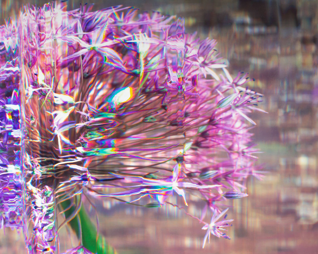 Bruce Checefsky 2011 “Allium Afatunese” Archival C-Print Photograph