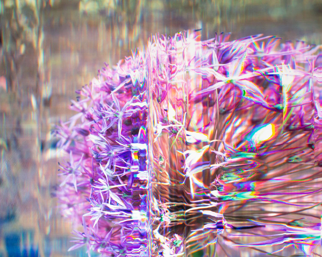Bruce Checefsky 2011 “Allium Afatunese” Archival C-Print Photograph