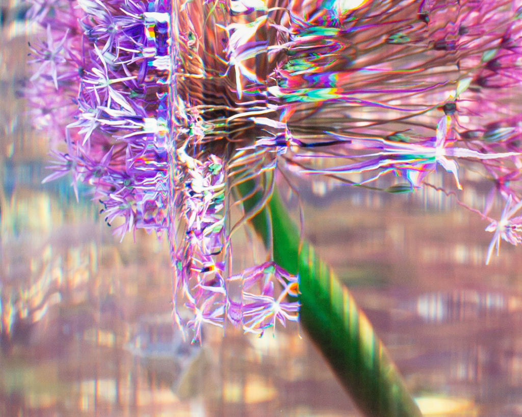 Bruce Checefsky 2011 “Allium Afatunese” Archival C-Print Photograph