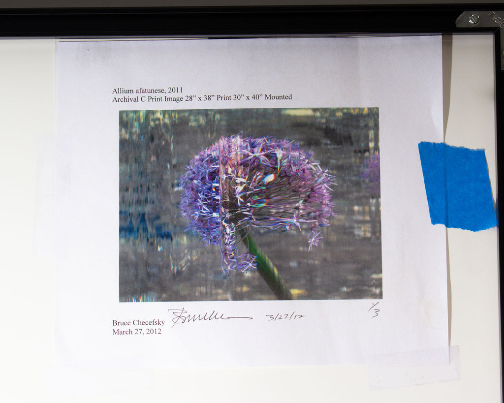 Bruce Checefsky 2011 “Allium Afatunese” Archival C-Print Photograph
