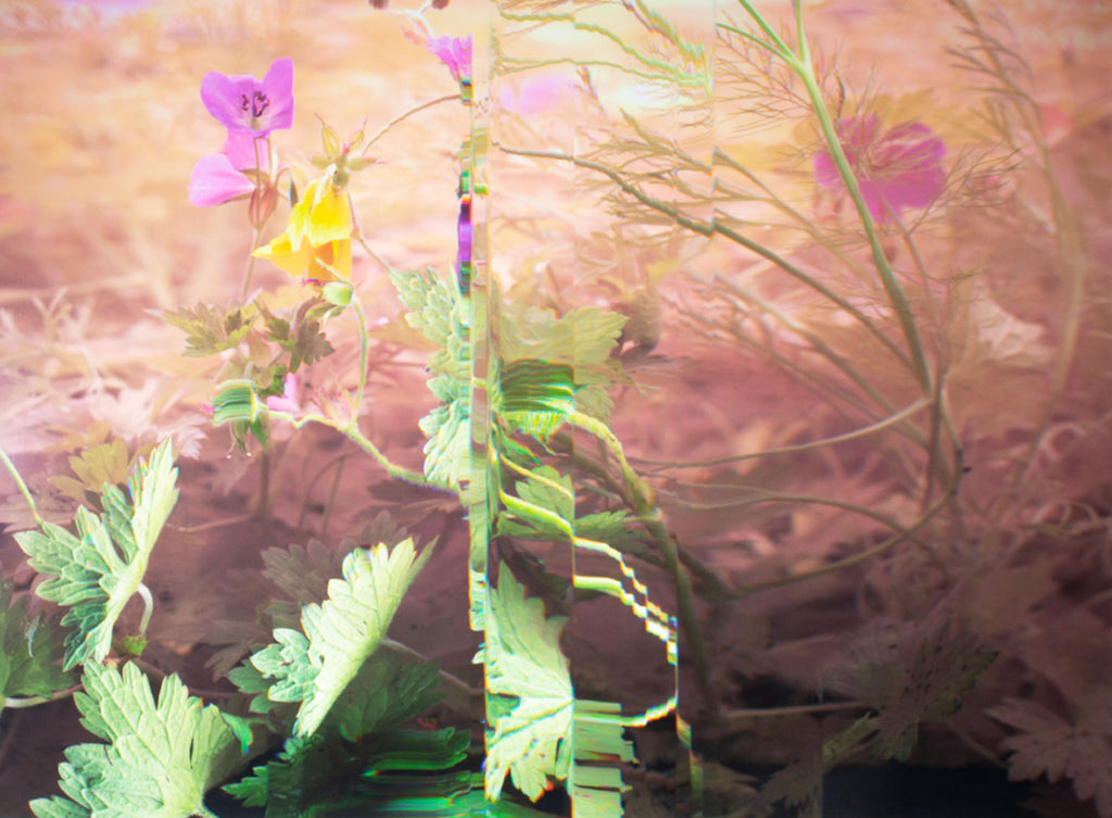 Bruce Checefsky 2011 “Wild Geranium - Geranium Maculatum” Archival C-Print Photograph
