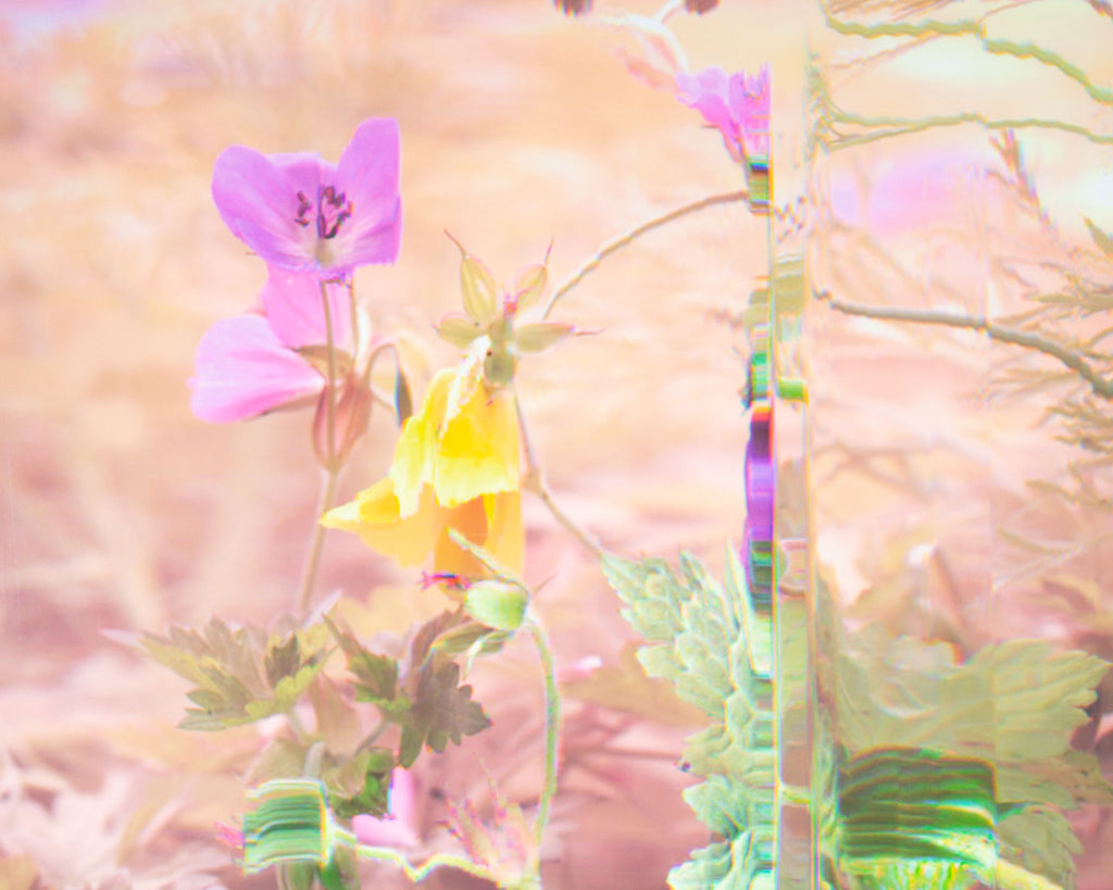 Bruce Checefsky 2011 “Wild Geranium - Geranium Maculatum” Archival C-Print Photograph