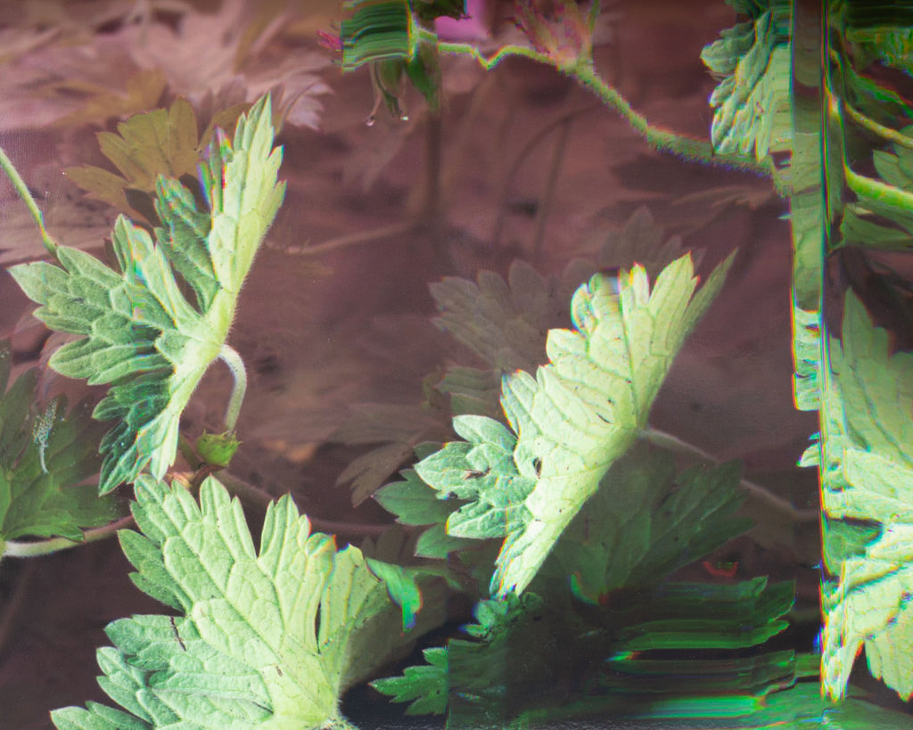 Bruce Checefsky 2011 “Wild Geranium - Geranium Maculatum” Archival C-Print Photograph