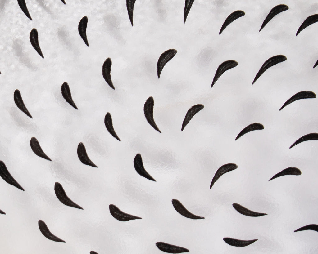 Ulrica Hydman Kosta Boda “Tulipa” Glass Plate