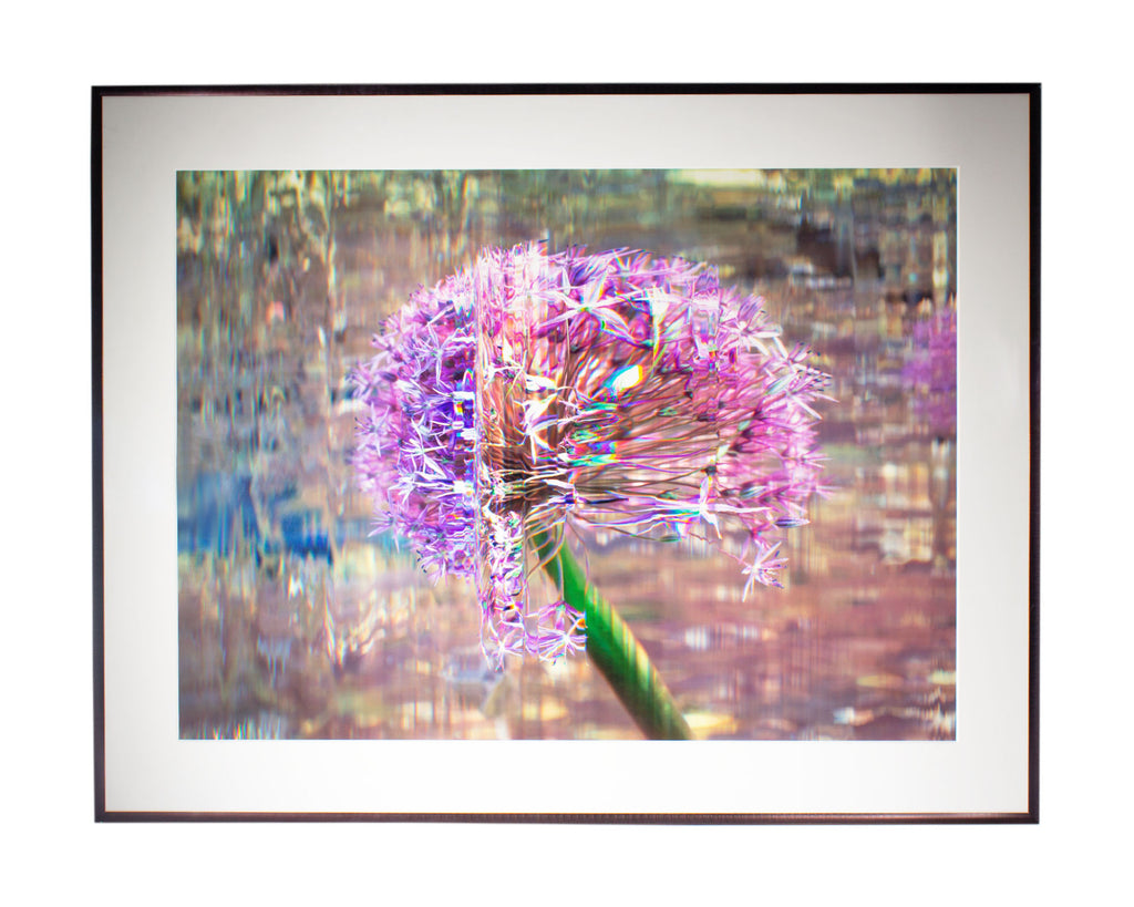 Bruce Checefsky 2011 “Allium Afatunese” Archival C-Print Photograph