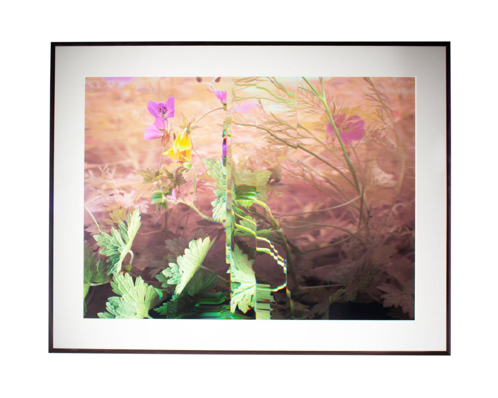 Bruce Checefsky 2011 “Wild Geranium - Geranium Maculatum” Archival C-Print Photograph